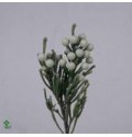 ΜΠΡΟΥΝΙΑ   -BRUNIA  ALBIFLORA